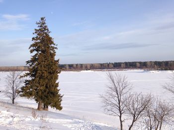 Bare trees on snow covered landscape