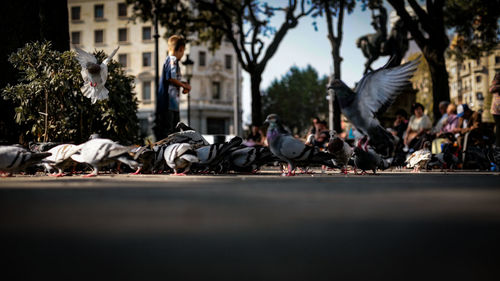 Flock of pigeons on road