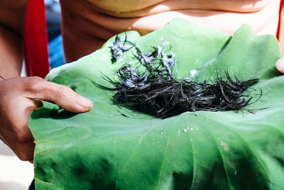 Close-up of woman holding leaves