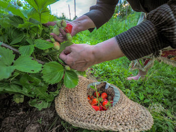 Stromg senior woman farmer picking organic strawberries in italian hills