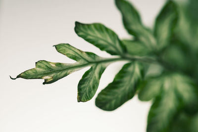 Close-up of fresh green leaves against white background