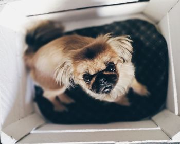 High angle view of puppy at home