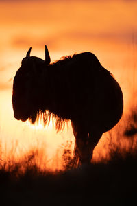 Silhouette dog on field against orange sky