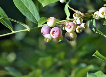 Close-up of berries growing on plant