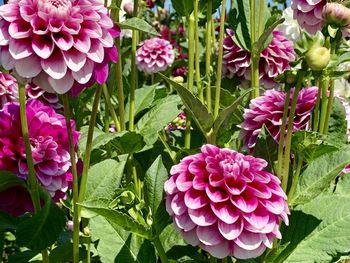 Close-up of pink flowering plants