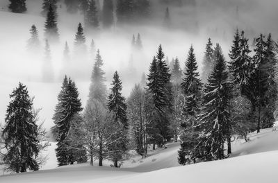 Snow covered pine trees in forest during winter