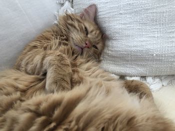 Close-up of cat sleeping on bed