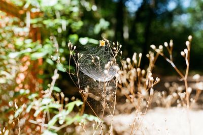 Close-up of insect on web