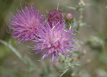 Close-up of pink flowers