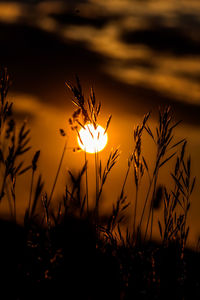 Close-up of orange flowers on field against sky during sunset