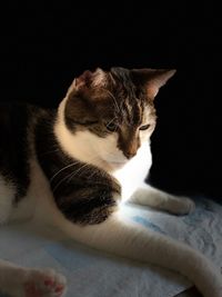 Close-up of cat relaxing on bed