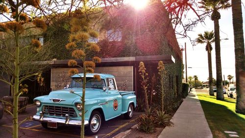 Car on tree