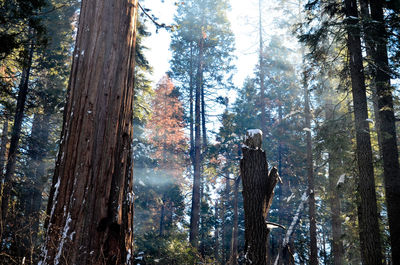 Low angle view of trees in forest