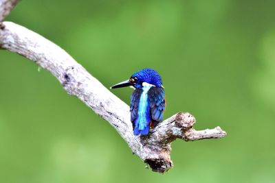 Close-up of kingfisher perching on branch