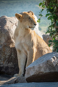 Big cat on rock