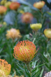 Close-up of flowering plant