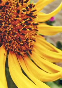 Close-up of yellow flowering plant