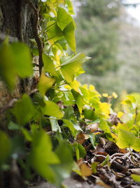 Close-up of fresh green plant