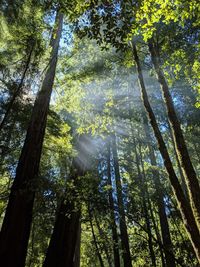 Low angle view of sunlight streaming through trees in forest