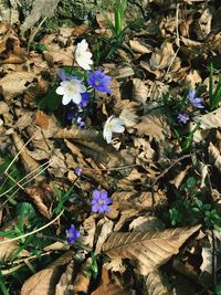 Close-up of purple flowers blooming outdoors