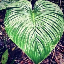 Close-up of green leaves