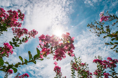 Low angle view of pink flowering tree against sky