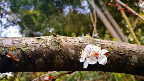 Close-up of bee on white flower