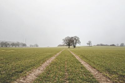 Scenic view of agricultural field against clear sky