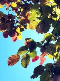 Low angle view of tree against clear sky
