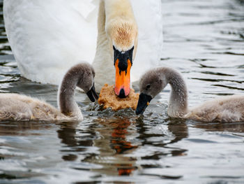 View of swans swimming in lake