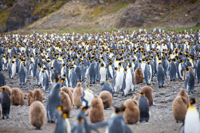 Flock of sheep in a row