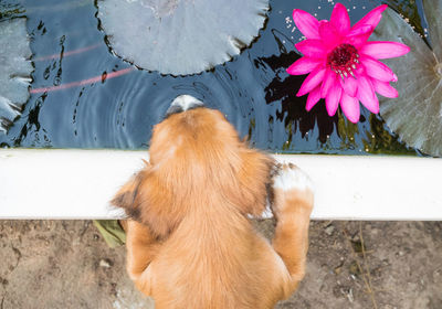 High angle view of dog on flower