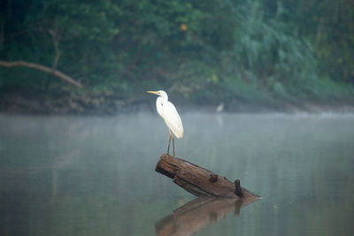High angle view of gray heron perching on lake