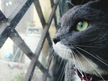 Close-up portrait of cat