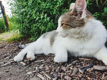 Close-up of cat resting on field