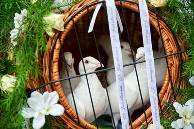 White pigeons in wicker cage