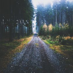 Road passing through trees