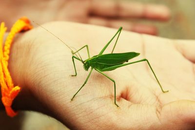Cropped hand with grasshopper