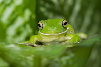 Close-up of green frog on leaves