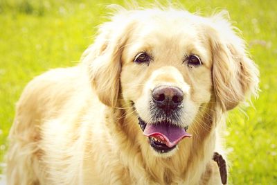 Close-up portrait of dog