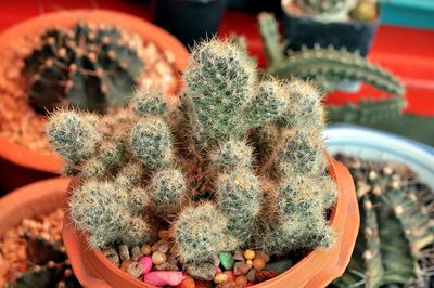 Close-up of cactus plants