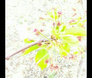 Close-up of plant