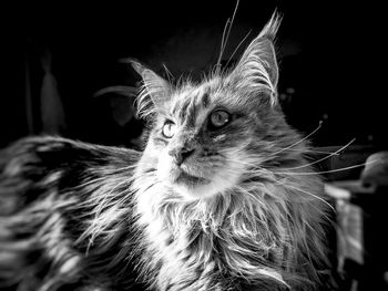 Close-up portrait of cat