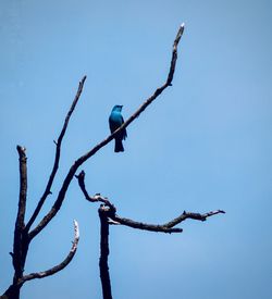 Low angle view of birds perching on tree