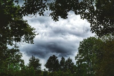 Low angle view of trees against cloudy sky