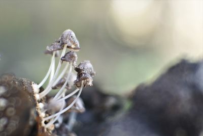 Macro mushroom on dark background, wood fungus in damp places