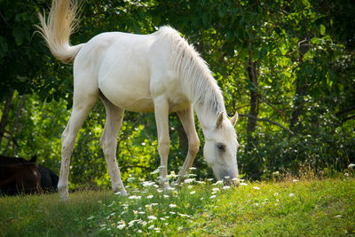 White horse grazing in a field