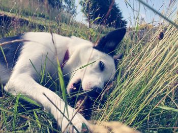 Close-up of dog on grassy field