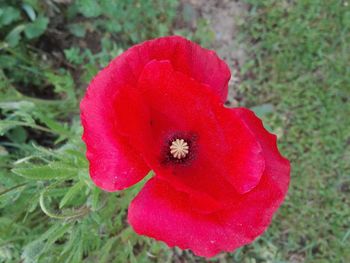 Close-up of red poppy flower on field