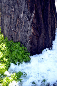 Close-up of tree trunk during winter